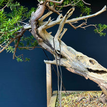 Lade das Bild in den Galerie-Viewer, Japanische Eibe / Taxus cuspidata
