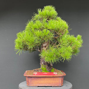 Bonsai Japanische Schwarzkiefer / Pinus thunbergii