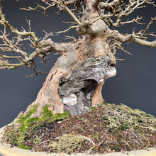 Lade das Bild in den Galerie-Viewer, Bonsai Dreispitzahorn auf Stein / Acer Burgerianum auf Stein
