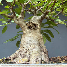 Lade das Bild in den Galerie-Viewer, Apfel / Malus jana
