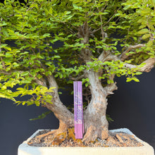 Lade das Bild in den Galerie-Viewer, Orientalische Hainbuche / Carpinus orientalis
