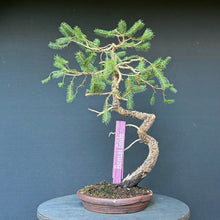 Lade das Bild in den Galerie-Viewer, Fichte / Picea abies

