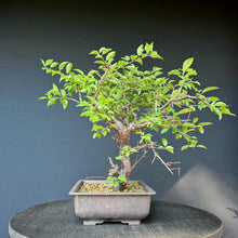 Lade das Bild in den Galerie-Viewer, Kirschpflaume / Prunus cerasifera
