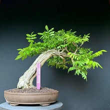 Lade das Bild in den Galerie-Viewer, Blauregen / Wisteria
