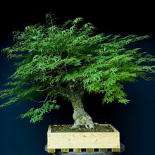 Lade das Bild in den Galerie-Viewer, Japanischer Fächerahorn / Acer palmatum „arakawa“
