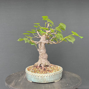 Bonsai Winterlinde / Tilia cordata