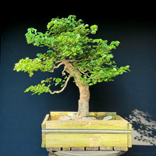 Lade das Bild in den Galerie-Viewer, Dreispitz-Ahorn / Acer buergerianum

