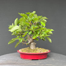 Lade das Bild in den Galerie-Viewer, Bonsai Zierapfel / Malus sieboldii
