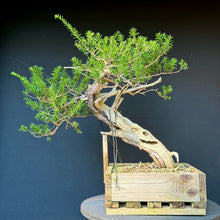 Lade das Bild in den Galerie-Viewer, Japanische Eibe / Taxus cuspidata
