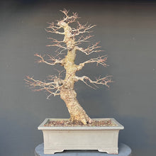 Lade das Bild in den Galerie-Viewer, Bonsai Ulme / Ulmus minor
