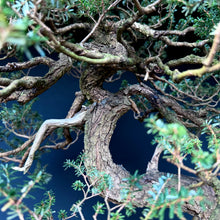 Lade das Bild in den Galerie-Viewer, Japanische Hemlocktanne / Tsuga diversifolia
