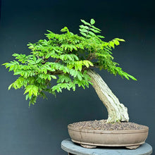 Lade das Bild in den Galerie-Viewer, Blauregen / Wisteria
