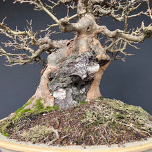 Lade das Bild in den Galerie-Viewer, Bonsai Dreispitzahorn auf Stein / Acer Burgerianum auf Stein
