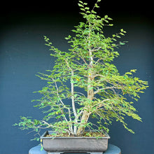 Lade das Bild in den Galerie-Viewer, Ulme / Ulmus minor
