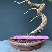 Lade das Bild in den Galerie-Viewer, Fichte / Picea abies

