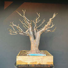 Lade das Bild in den Galerie-Viewer, Bonsai Winterlinde / Tilia cordata
