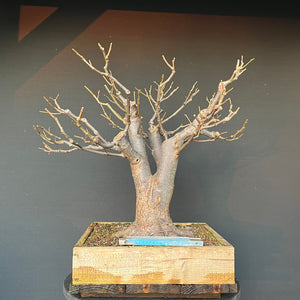 Bonsai Winterlinde / Tilia cordata