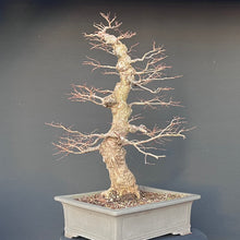 Lade das Bild in den Galerie-Viewer, Bonsai Ulme / Ulmus minor
