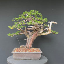 Lade das Bild in den Galerie-Viewer, Japanische Eibe / Taxus cuspidata
