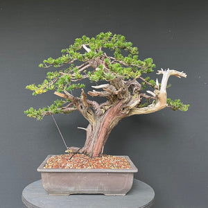 Japanische Eibe / Taxus cuspidata