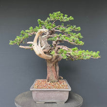 Lade das Bild in den Galerie-Viewer, Japanische Eibe / Taxus cuspidata
