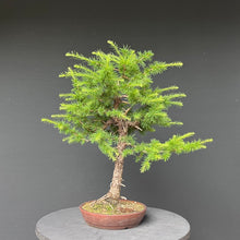 Lade das Bild in den Galerie-Viewer, Bonsai Europäische Lärche / Larix Decidua
