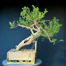 Lade das Bild in den Galerie-Viewer, Japanische Eibe / Taxus cuspidata
