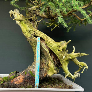 Yamadori Fichte / Picea abies