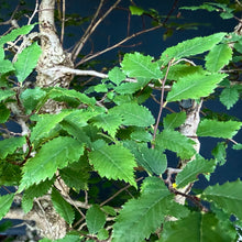 Lade das Bild in den Galerie-Viewer, Ulme / Ulmus minor
