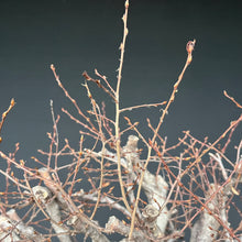 Lade das Bild in den Galerie-Viewer, Orientalische Hainbuche / Carpinus orientalis
