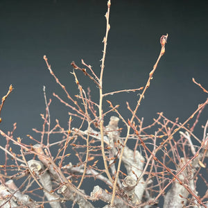 Orientalische Hainbuche / Carpinus orientalis