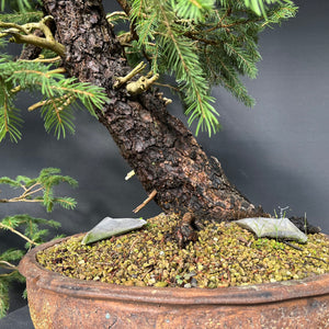 Yamadori Fichte / Picea abies