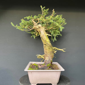 Yamadori Fichte / Picea abies