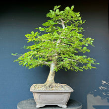 Lade das Bild in den Galerie-Viewer, Gemeine Hainbuche / Carpinus betulus
