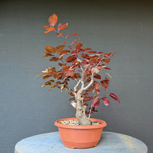 Lade das Bild in den Galerie-Viewer, Blutpflaume / Prunus cerasifera nigra
