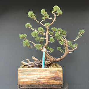 Bergkiefer / Pinus mugo