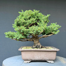 Lade das Bild in den Galerie-Viewer, Ajan-Fichte / Picea jezoensis
