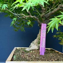 Lade das Bild in den Galerie-Viewer, Japanischer Fächerahorn / Acer palmatum „arakawa“
