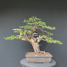 Lade das Bild in den Galerie-Viewer, Japanische Eibe / Taxus cuspidata
