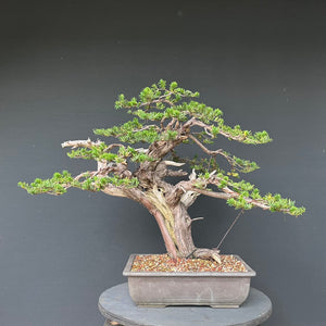 Japanische Eibe / Taxus cuspidata