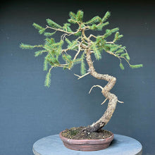 Lade das Bild in den Galerie-Viewer, Fichte / Picea abies
