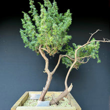 Lade das Bild in den Galerie-Viewer, Igelwacholder / Juniperus rigida
