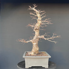 Lade das Bild in den Galerie-Viewer, Bonsai Ulme / Ulmus minor
