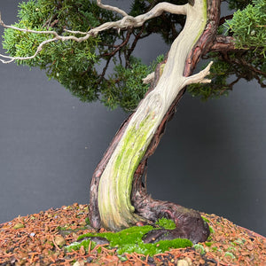 Chinesischer Wacholder / Juniperus Chinensis Itoigawa