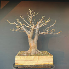 Lade das Bild in den Galerie-Viewer, Bonsai Winterlinde / Tilia cordata
