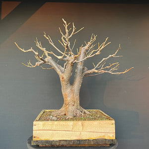 Bonsai Winterlinde / Tilia cordata