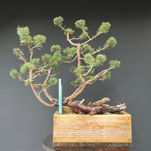 Bergkiefer / Pinus mugo