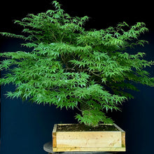 Lade das Bild in den Galerie-Viewer, Japanischer Fächerahorn / Acer palmatum „arakawa“
