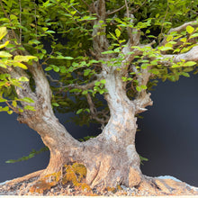 Lade das Bild in den Galerie-Viewer, Orientalische Hainbuche / Carpinus orientalis
