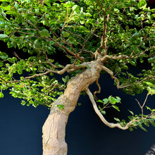 Lade das Bild in den Galerie-Viewer, Dreispitz-Ahorn / Acer buergerianum
